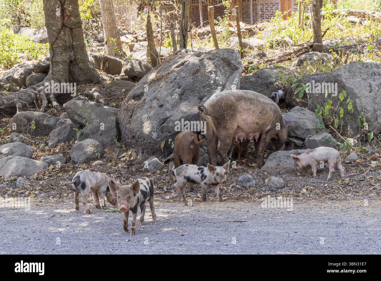 Famiglia di maiali che cammina lungo la strada dell'isola di Ometepe in Nicaragua America centrale Foto Stock