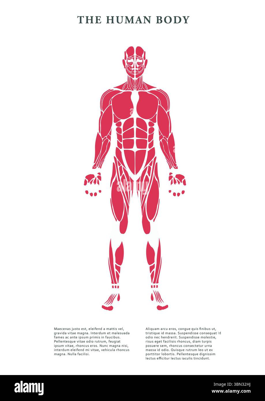 Poster Infografico Della Struttura Del Corpo Umano Con Icone Di Organi Interni Maschili Anatomia Scheda Di Sistema Ritratto Immagine Vettoriale Orizzontale Image344914547