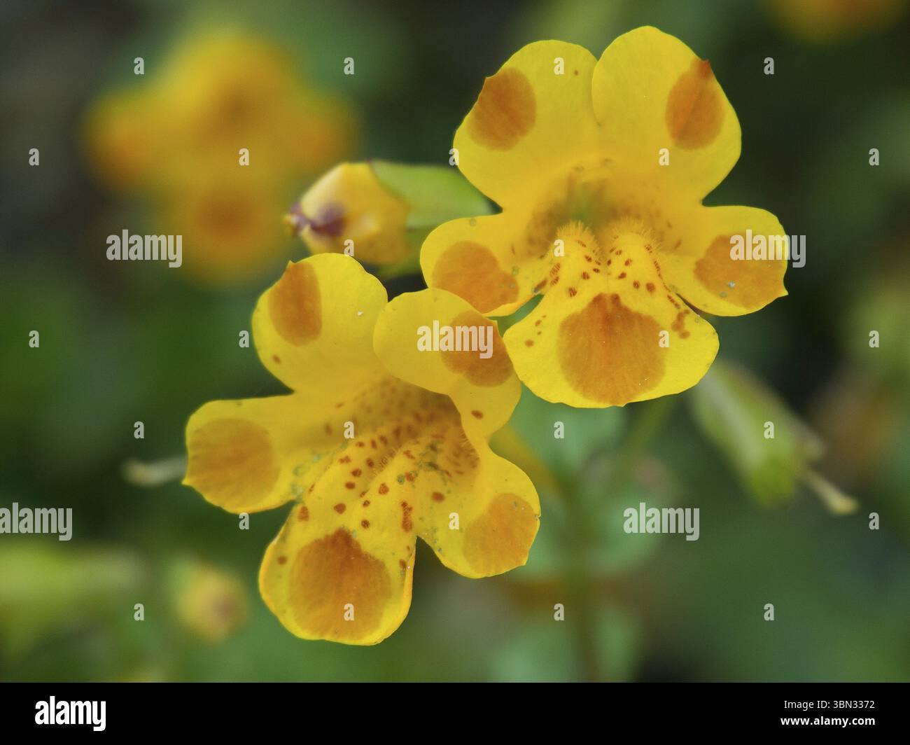 Due fiori gialli con macchie arancioni su sfondo sfocato, Borken, Muensterland, Germania, Europa Foto Stock