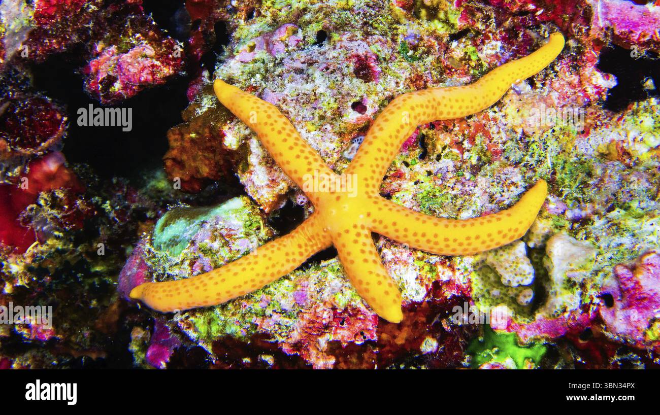 Sea Star multi Pore, Linckia multifora, Starfish, Reef Building Corals, Coral Reef, atollo di Ari Sud, Maldive, Oceano Indiano, Asia Foto Stock
