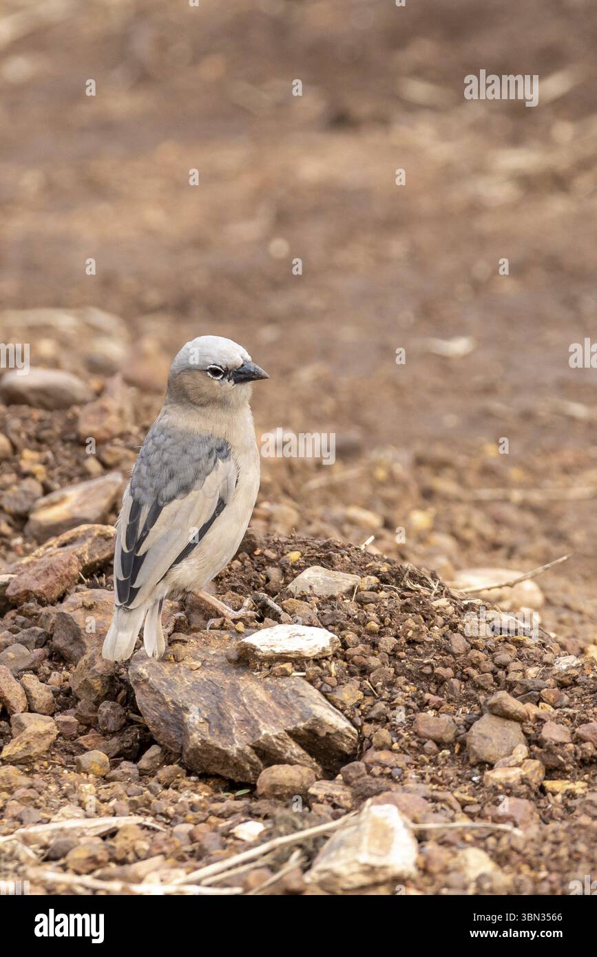 tessitore sociale con tetto grigio (Pseudonigrita arnaudi) in Serengeti in Tanzania, Africa orientale Foto Stock
