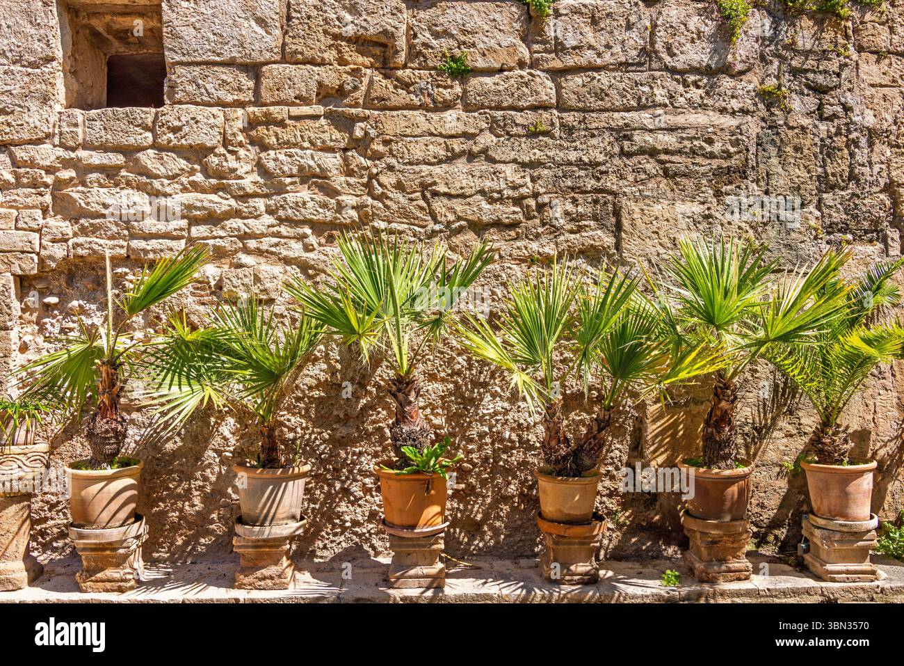 Lussureggianti piante verdi in pentole di terracotta al sole accanto a un muro di casa Foto Stock