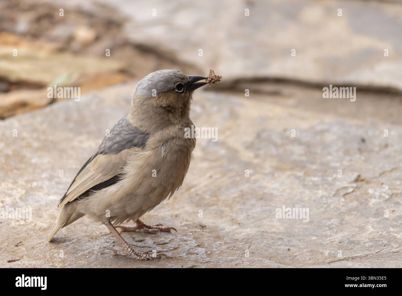 tessitore sociale con tetto grigio (Pseudonigrita arnaudi) in Serengeti in Tanzania, Africa orientale Foto Stock