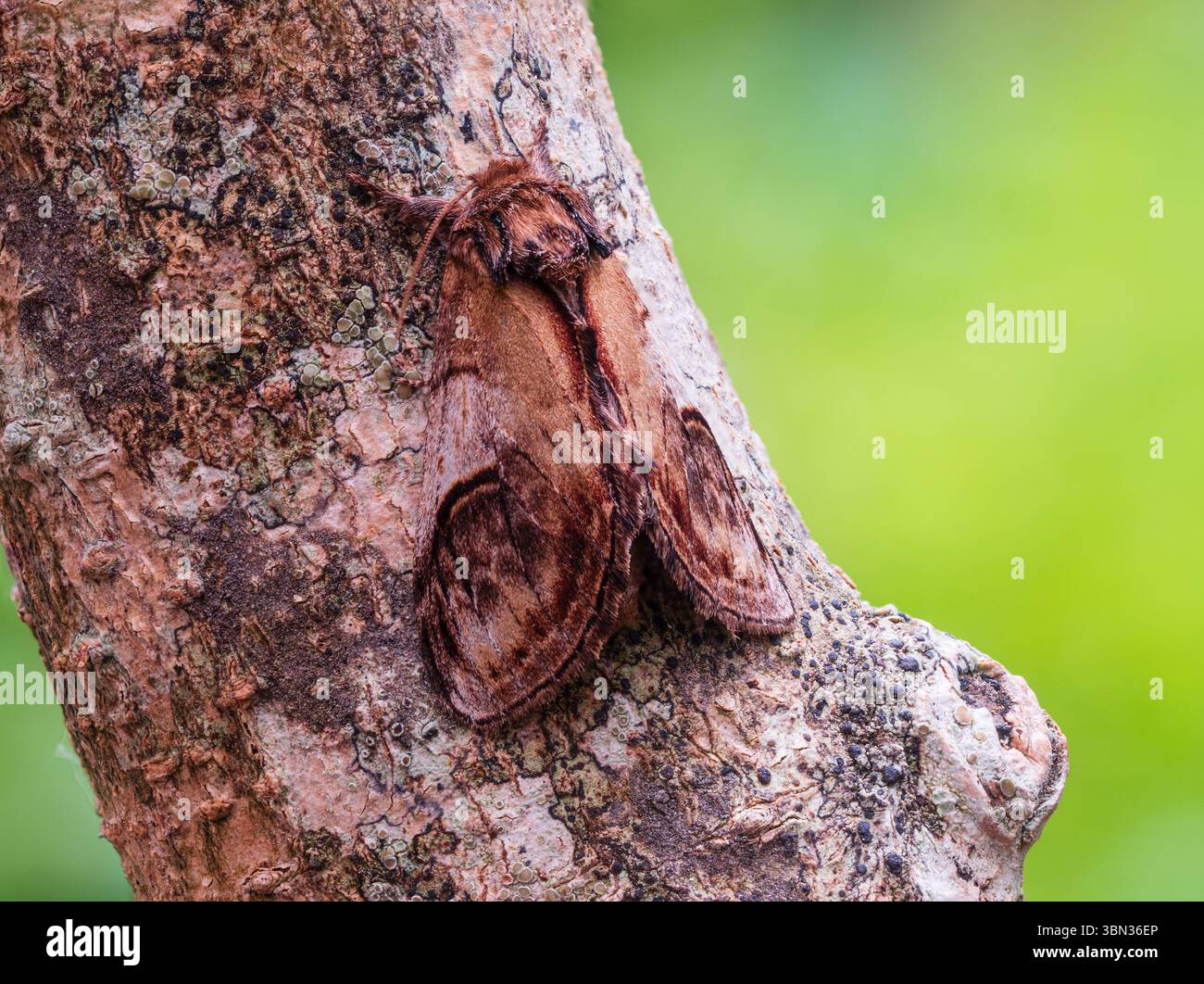 Adulti, volo estivo, falena di ciottoli, ziczac di Notodonta, su una diramazione in un giardino di Plymouth, Regno Unito Foto Stock