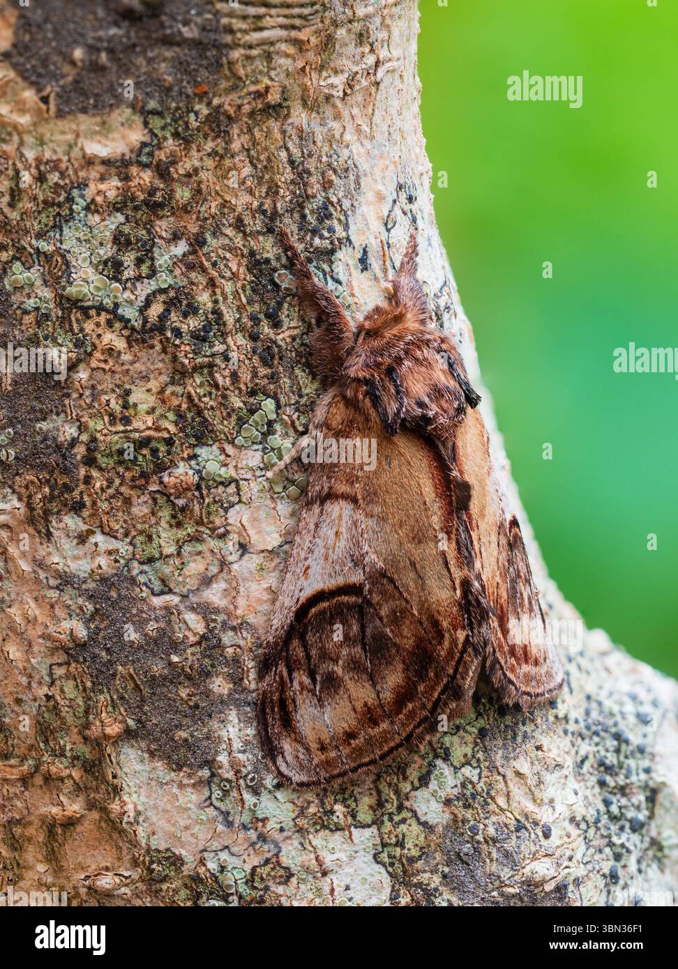 Adulti, volo estivo, falena di ciottoli, ziczac di Notodonta, su una diramazione in un giardino di Plymouth, Regno Unito Foto Stock