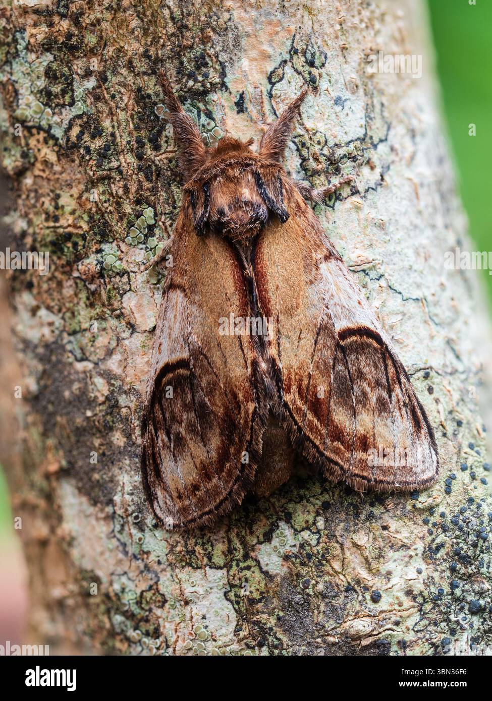 Adulti, volo estivo, falena di ciottoli, ziczac di Notodonta, su una diramazione in un giardino di Plymouth, Regno Unito Foto Stock