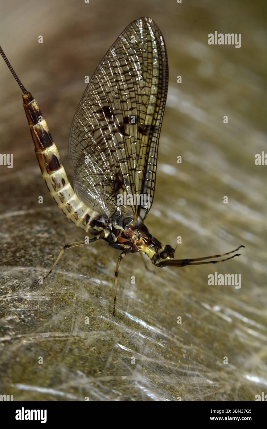 Primo piano di un insetto volante seduto sulla plastica Foto Stock