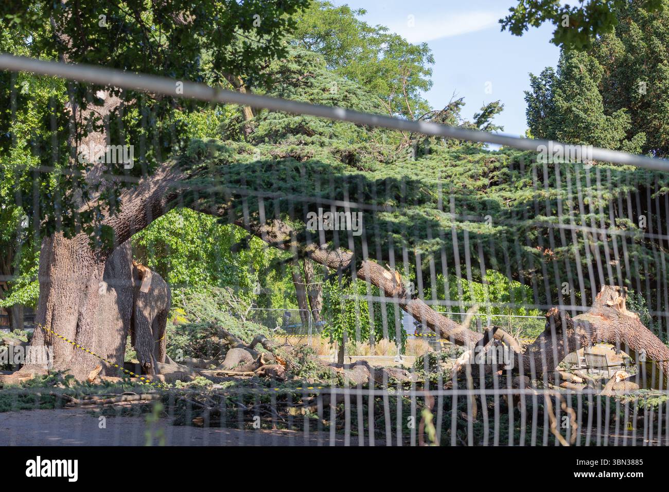 Southend on Sea, Regno Unito. 29 giugno 2025. Parte dell'albero gigante che è crollato sabato 28 giugno. Una bambina di 7 anni è stata dichiarata morta in ospedale più tardi lo stesso giorno. Una bambina di 6 anni rimane in ospedale in condizioni critiche con altri tre bambini che hanno lesioni minori. Penelope Barritt/Alamy Live News Foto Stock