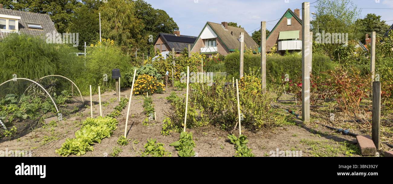 Paesaggio con progetto di orto sociale urbano nel comune di Ede a Gelderland nei Paesi Bassi Foto Stock