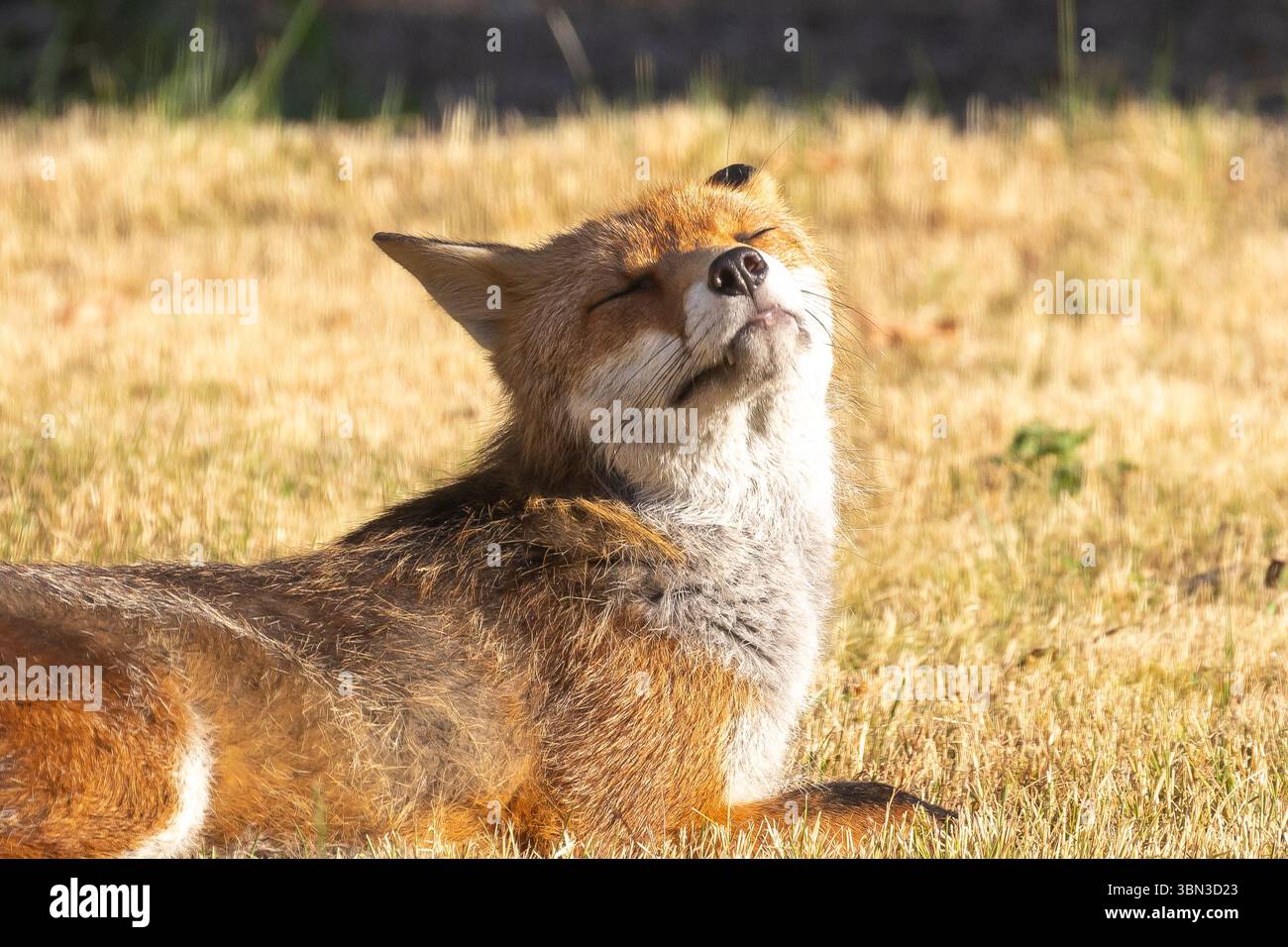 Kidderminster, Regno Unito. 30 giugno 2025. Meteo nel Regno Unito: Una volpe mattutina visita un giardino urbano nel Worcestershire solo per rilassarsi e prendere i raggi del sole mattutino, prima che la giornata diventi troppo calda - come previsto! Lee Hudson/Alamy Live News Foto Stock