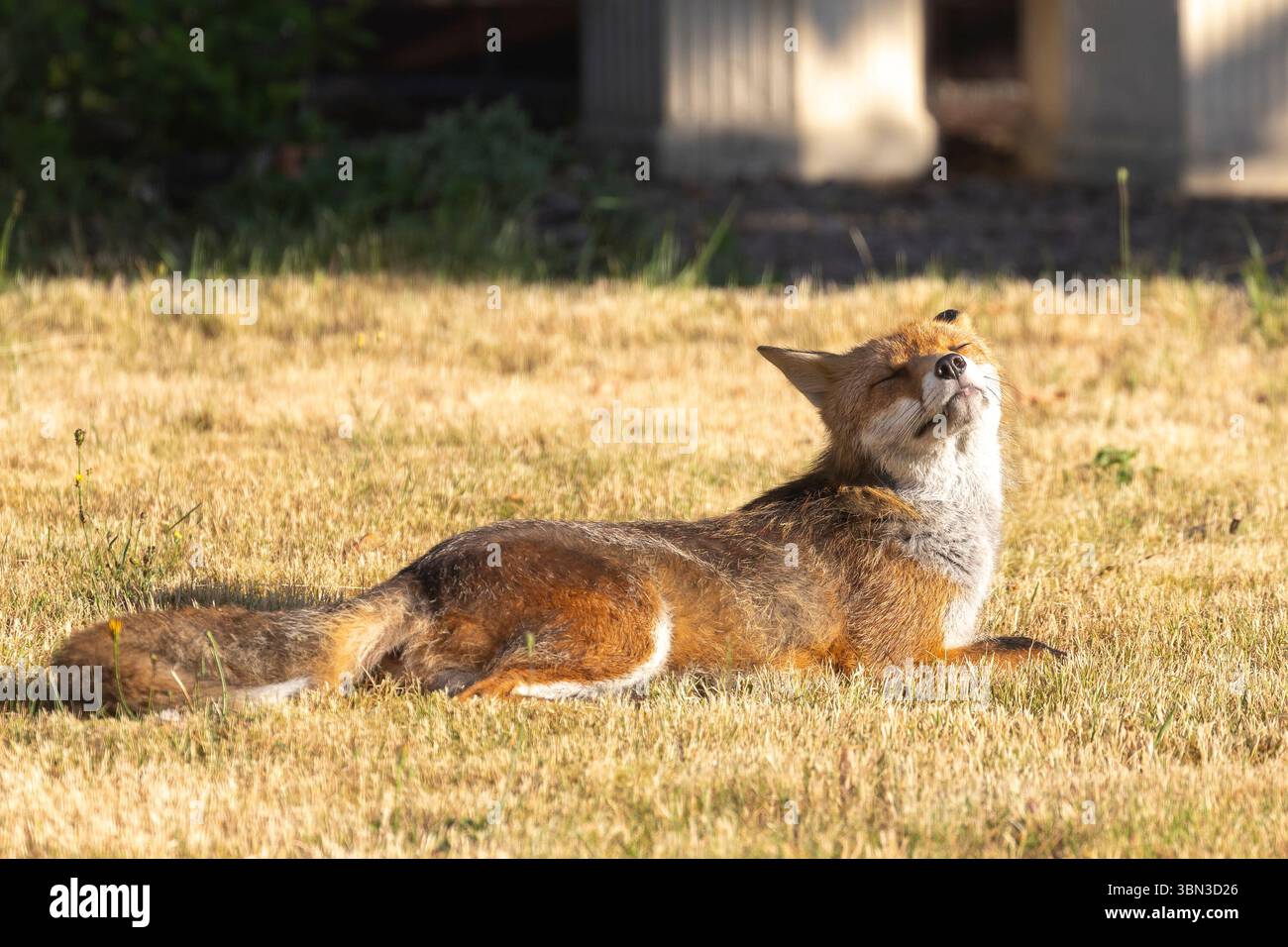 Kidderminster, Regno Unito. 30 giugno 2025. Meteo nel Regno Unito: Una volpe mattutina visita un giardino urbano nel Worcestershire solo per rilassarsi e prendere i raggi del sole mattutino, prima che la giornata diventi troppo calda - come previsto! Lee Hudson/Alamy Live News Foto Stock