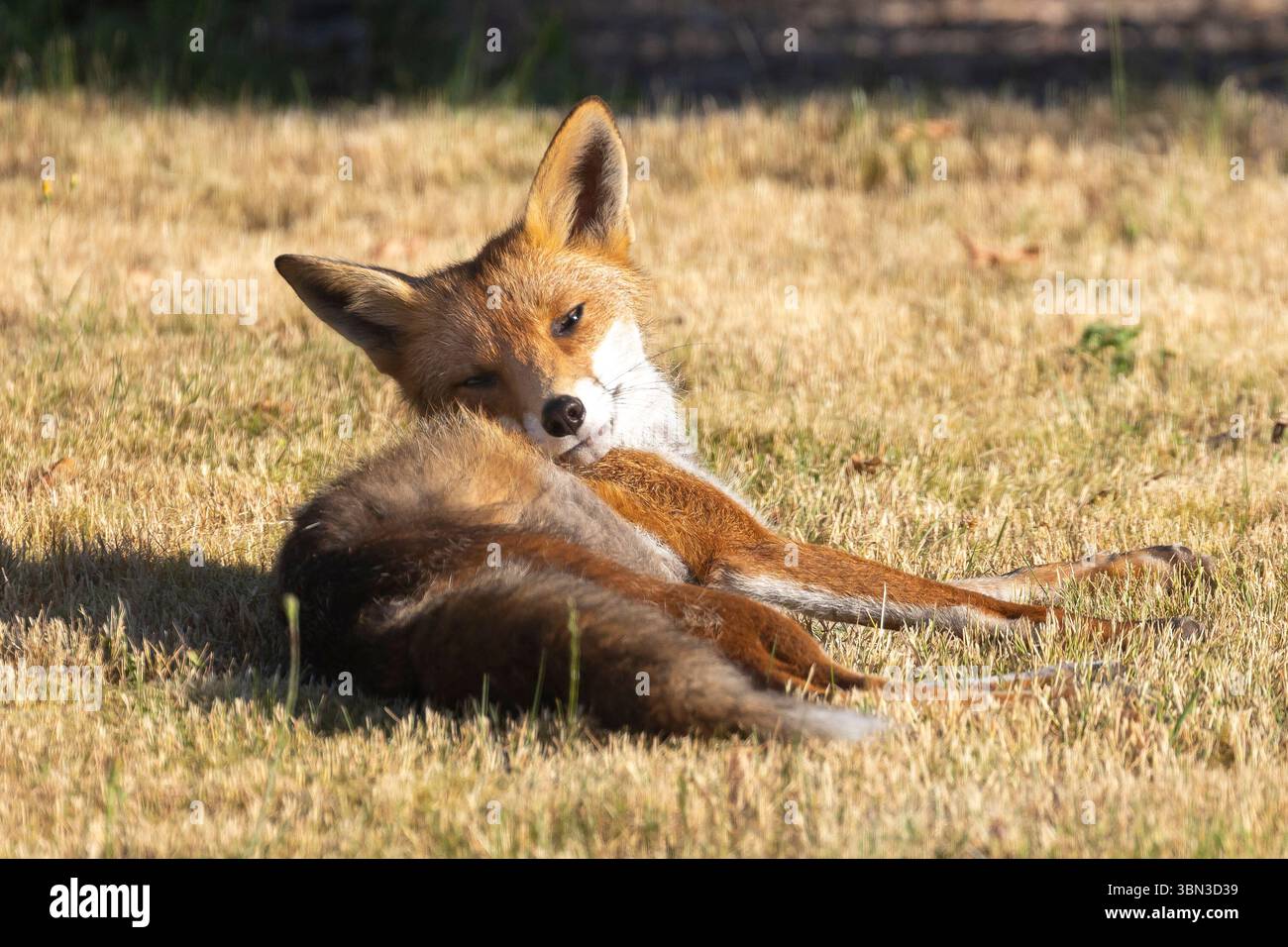 Kidderminster, Regno Unito. 30 giugno 2025. Meteo nel Regno Unito: Una volpe rossa di prima mattina visita un giardino del Worcestershire e si bagna al caldo sole della mattina presto. Crediti: Lee Hudson/Alamy Live News Foto Stock