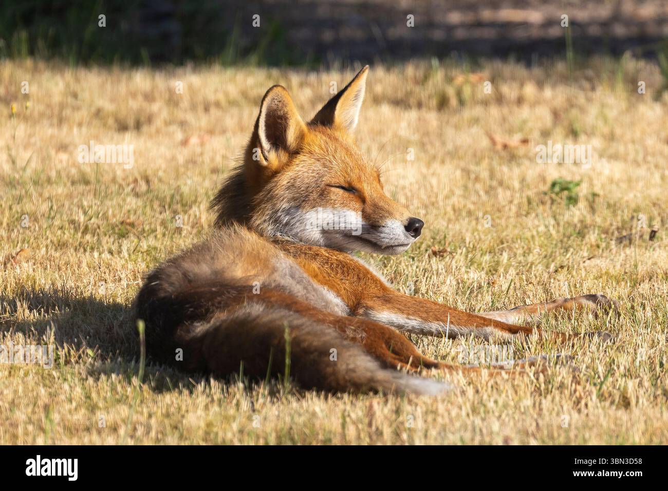 Kidderminster, Regno Unito. 30 giugno 2025. Meteo nel Regno Unito: Una volpe mattutina visita un giardino del Worcestershire e si bagna al caldo sole mattutino. Crediti: Lee Hudson/Alamy Live News Foto Stock