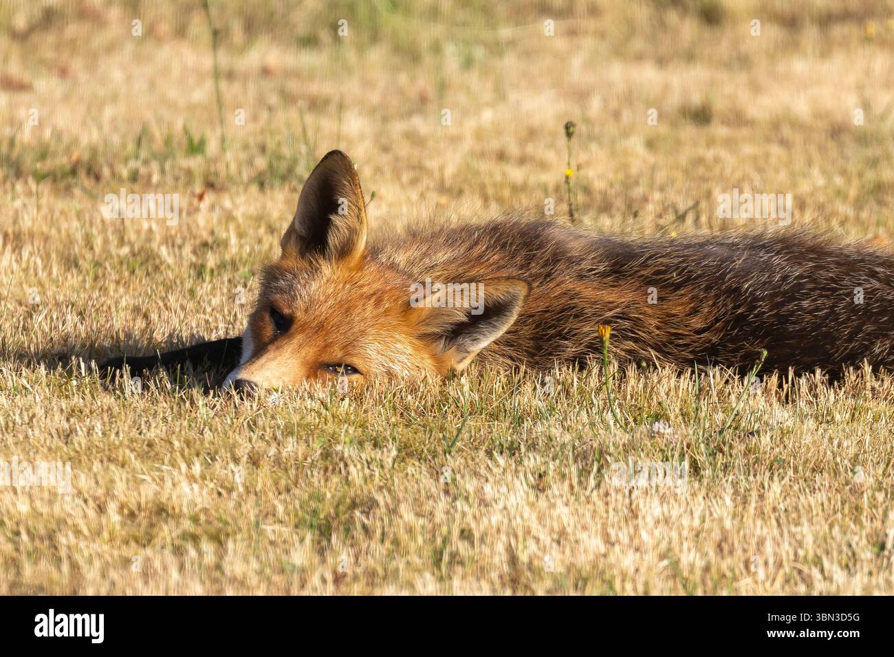 Kidderminster, Regno Unito. 30 giugno 2025. Meteo nel Regno Unito: Una volpe mattutina visita un giardino del Worcestershire e si bagna al caldo sole mattutino. Crediti: Lee Hudson/Alamy Live News Foto Stock