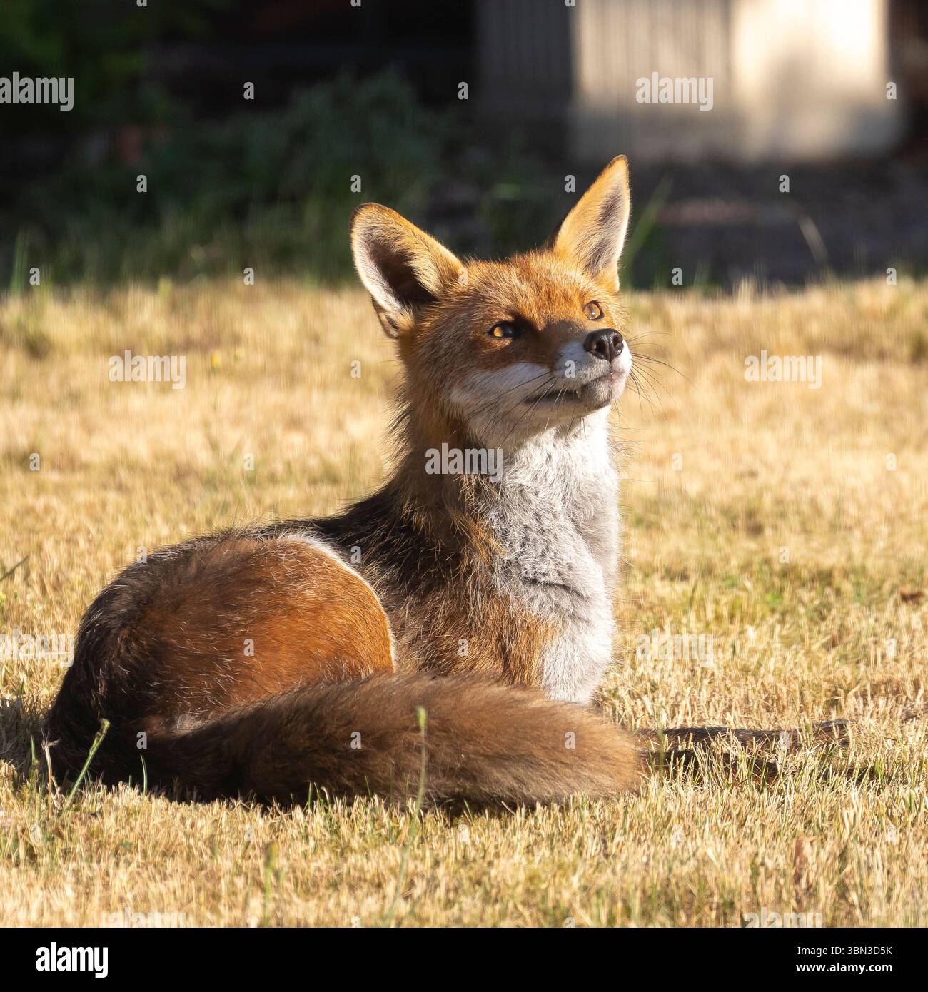 Kidderminster, Regno Unito. 30 giugno 2025. Meteo nel Regno Unito: Una volpe mattutina visita un giardino del Worcestershire e si bagna al caldo sole mattutino. Crediti: Lee Hudson/Alamy Live News Foto Stock