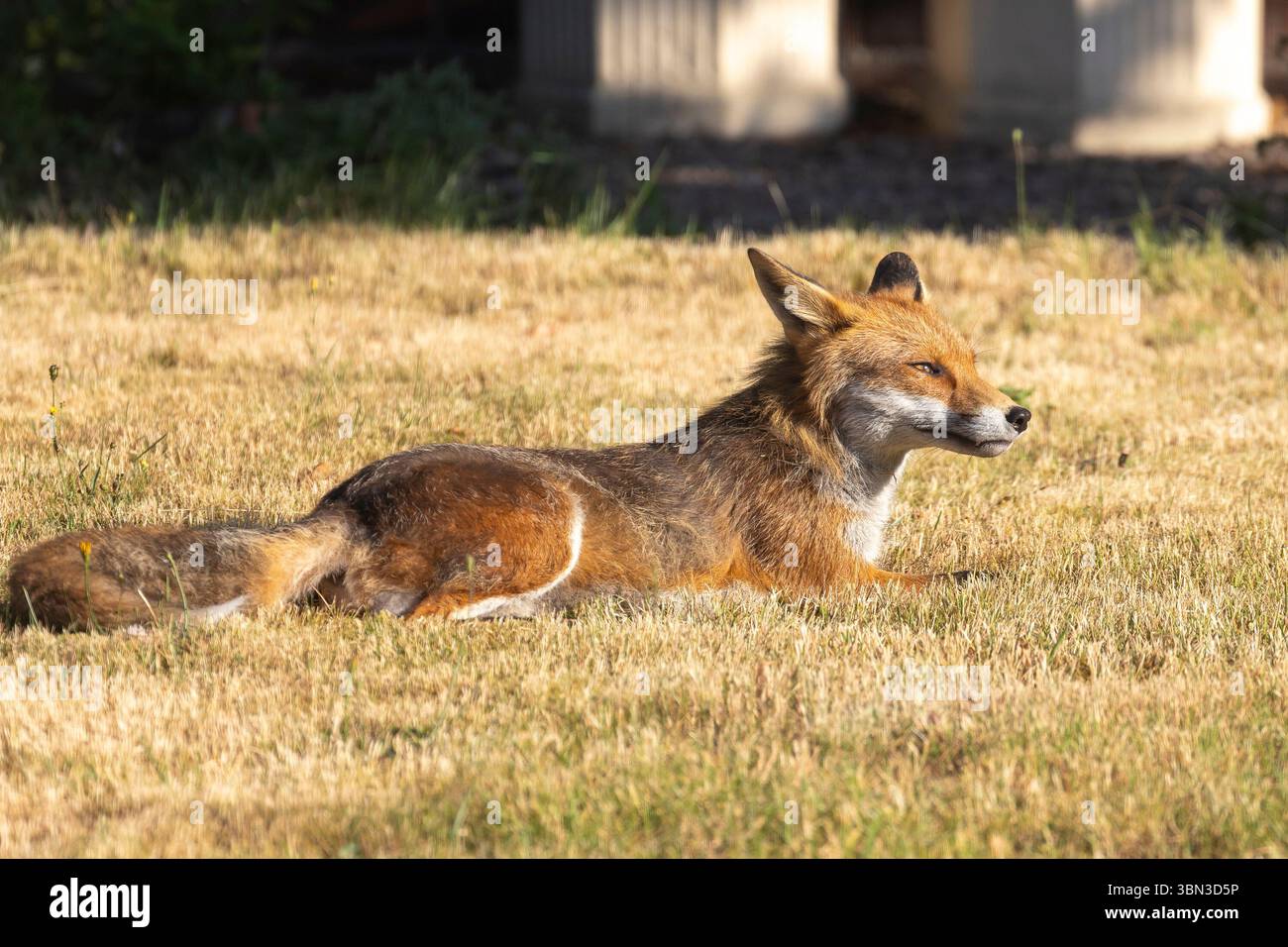 Kidderminster, Regno Unito. 30 giugno 2025. Meteo nel Regno Unito: Una volpe rossa di prima mattina visita un giardino del Worcestershire e si bagna al caldo sole mattutino. Crediti: Lee Hudson/Alamy Live News Foto Stock