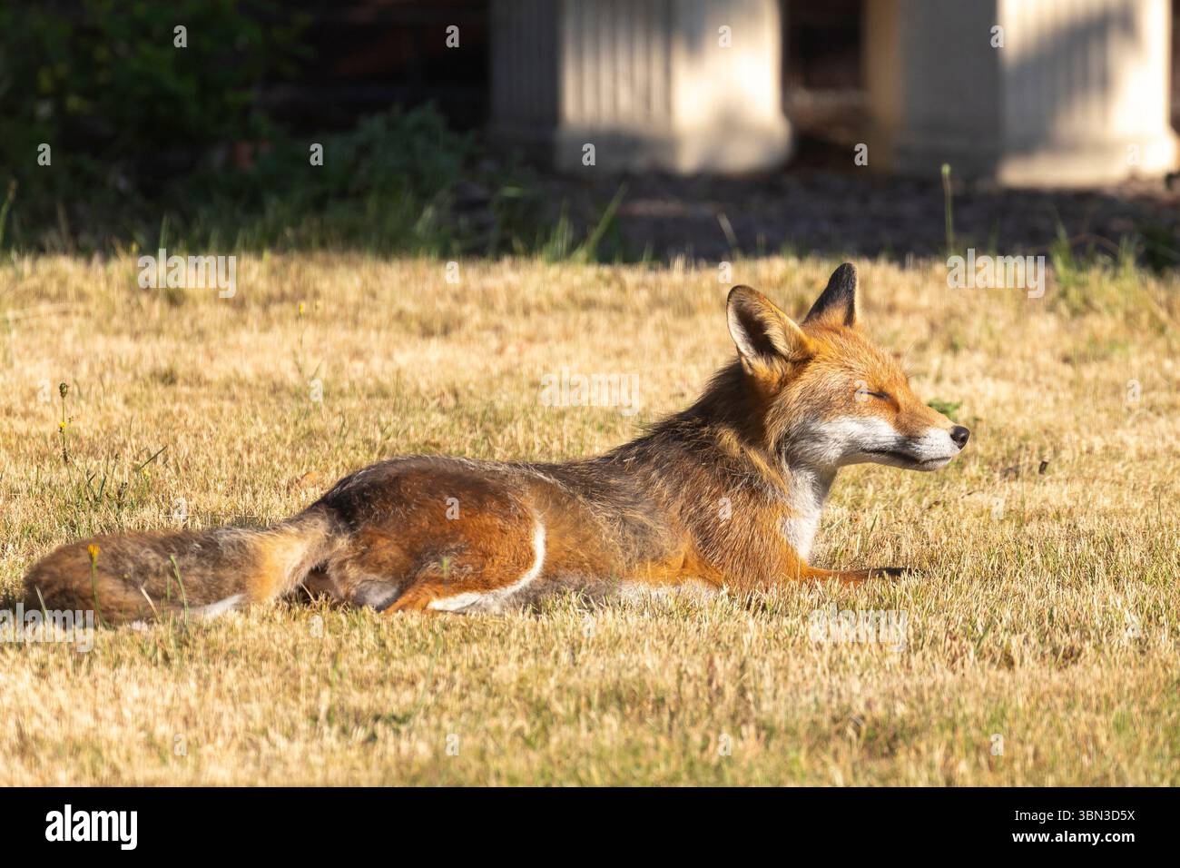 Kidderminster, Regno Unito. 30 giugno 2025. Meteo nel Regno Unito: Una volpe mattutina visita un giardino del Worcestershire e si bagna al caldo sole mattutino. Crediti: Lee Hudson/Alamy Live News Foto Stock