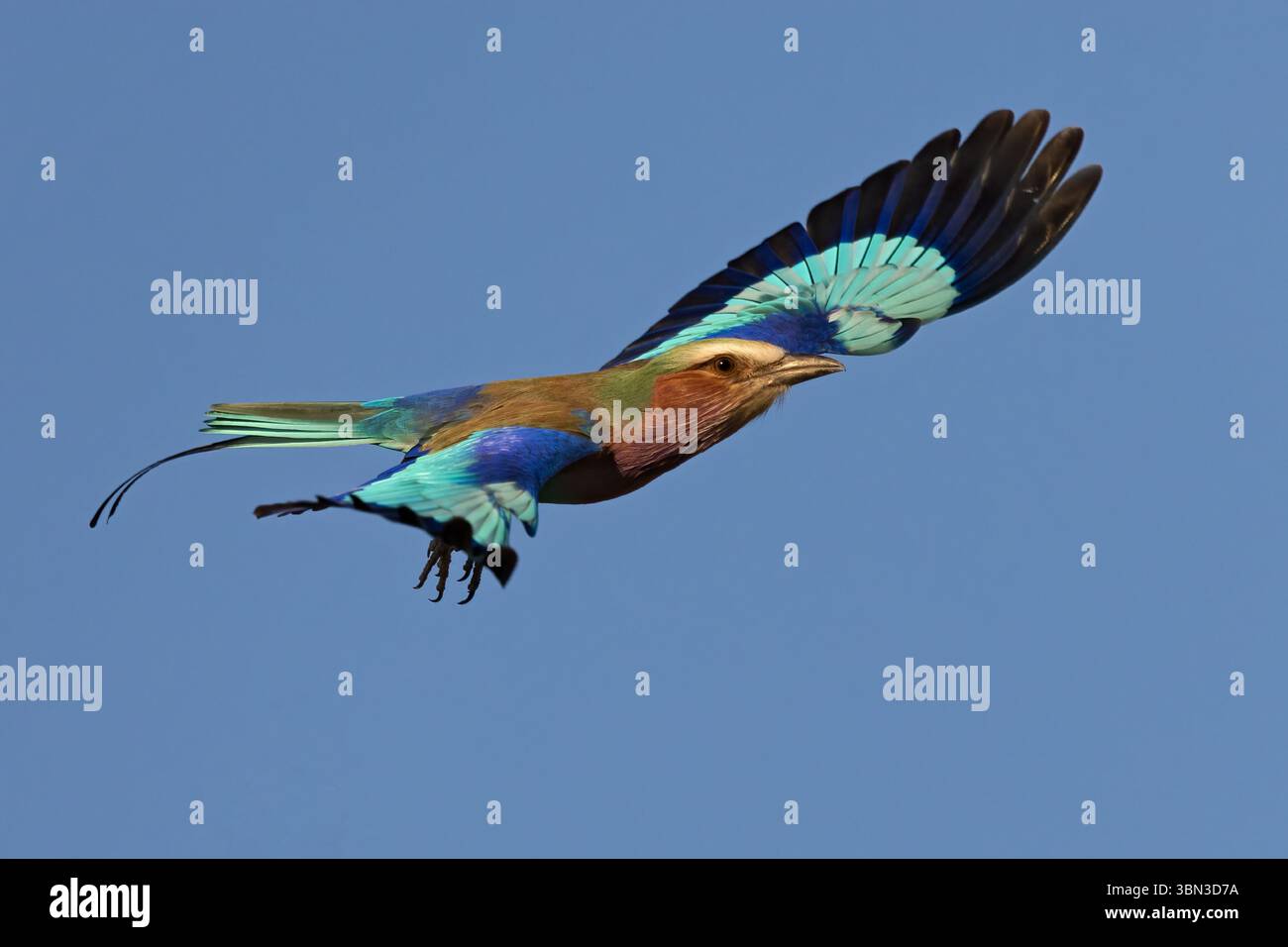 Lilac Breasted Roller in volo (Coracias caudatus), action shot, regione di Linyanti, Botswana. Foto Stock
