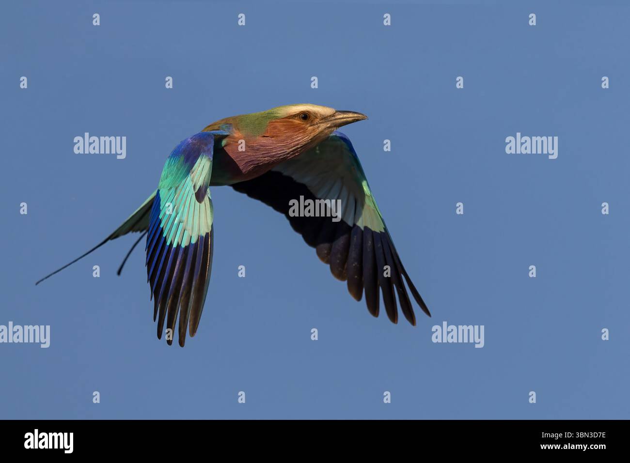 Lilac Breasted Roller in volo (Coracias caudatus), action shot, regione di Linyanti, Botswana. Foto Stock