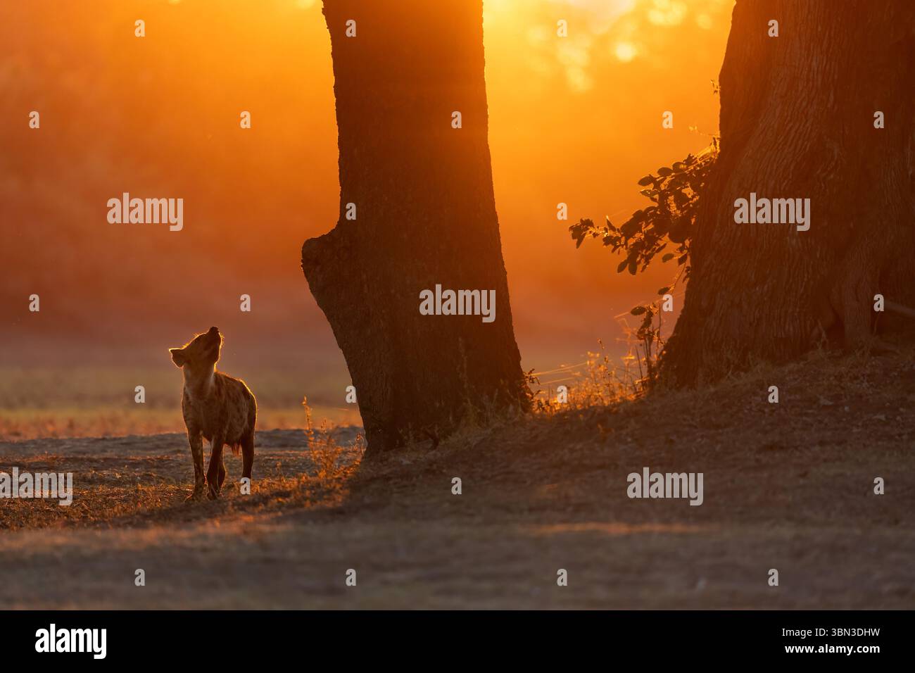 Una iena macchiata controlla un albero e guarda verso l'alto, non visibile è preda di un leopardo su nell'albero, retroilluminato - South Luangwa NP, Zambia Foto Stock