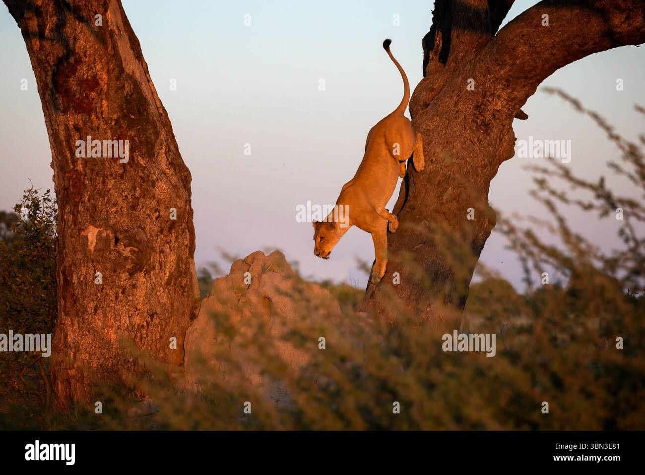 Una bella leonessa giovane discende da un albero, la concessione di Kwando, il Botswana, l'Africa meridionale Foto Stock