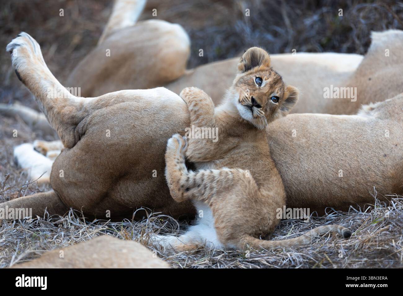 Il cucciolo di leone giocoso infastidisce sua madre e cerca di bere latte, Sud Africa, Greater Krugerpark, Sabi Sands Game Reserve Foto Stock