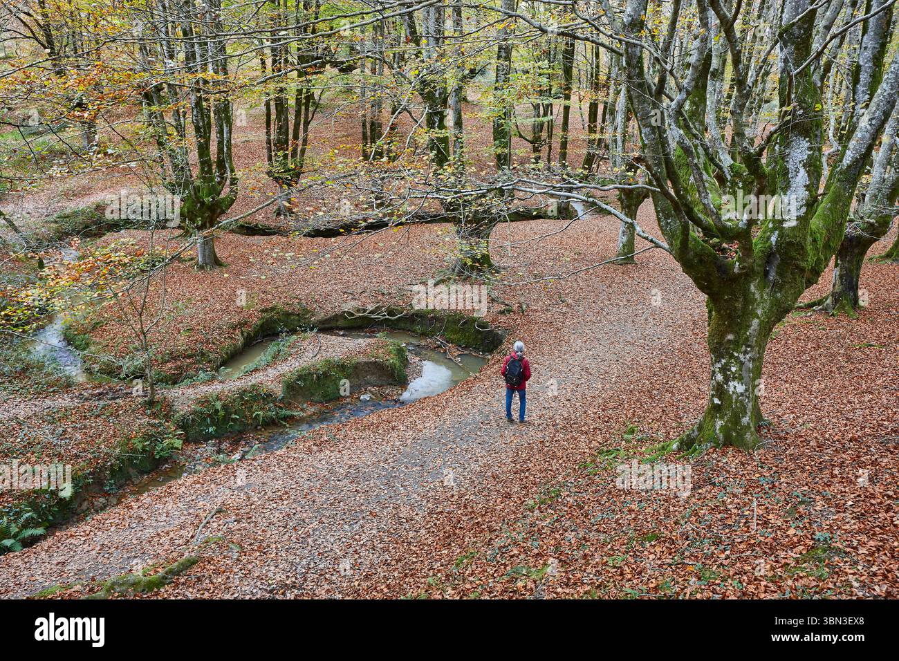 Foresta di faggi a Vizcaya. Hayedo Otzarreta, Gorbeia. Paesaggio autunnale. Spagna Foto Stock