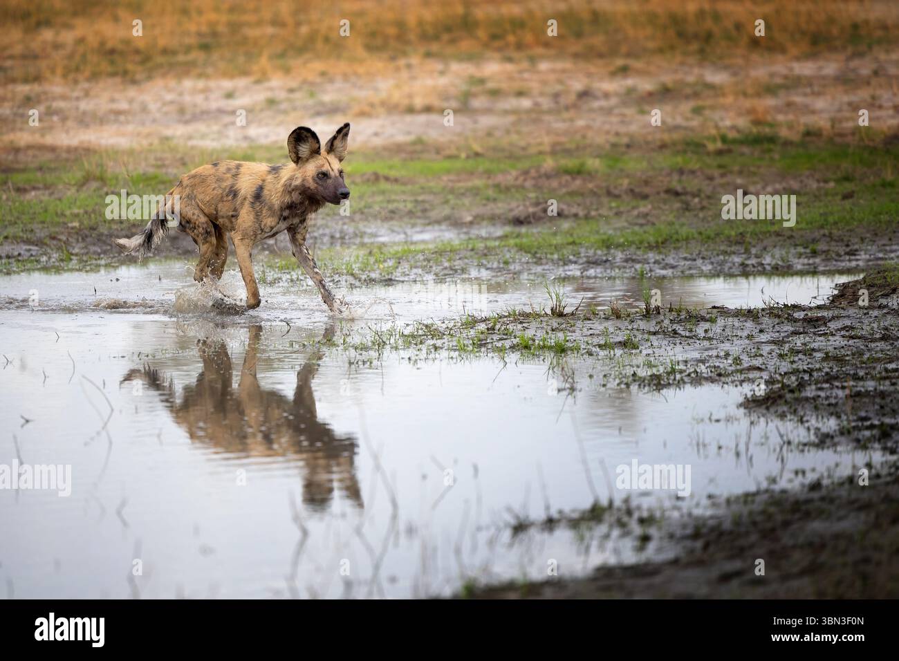 Un cane selvatico africano corre attraverso l'acqua e segue il suo branco durante la caccia, Botswana, Africa meridionale Foto Stock