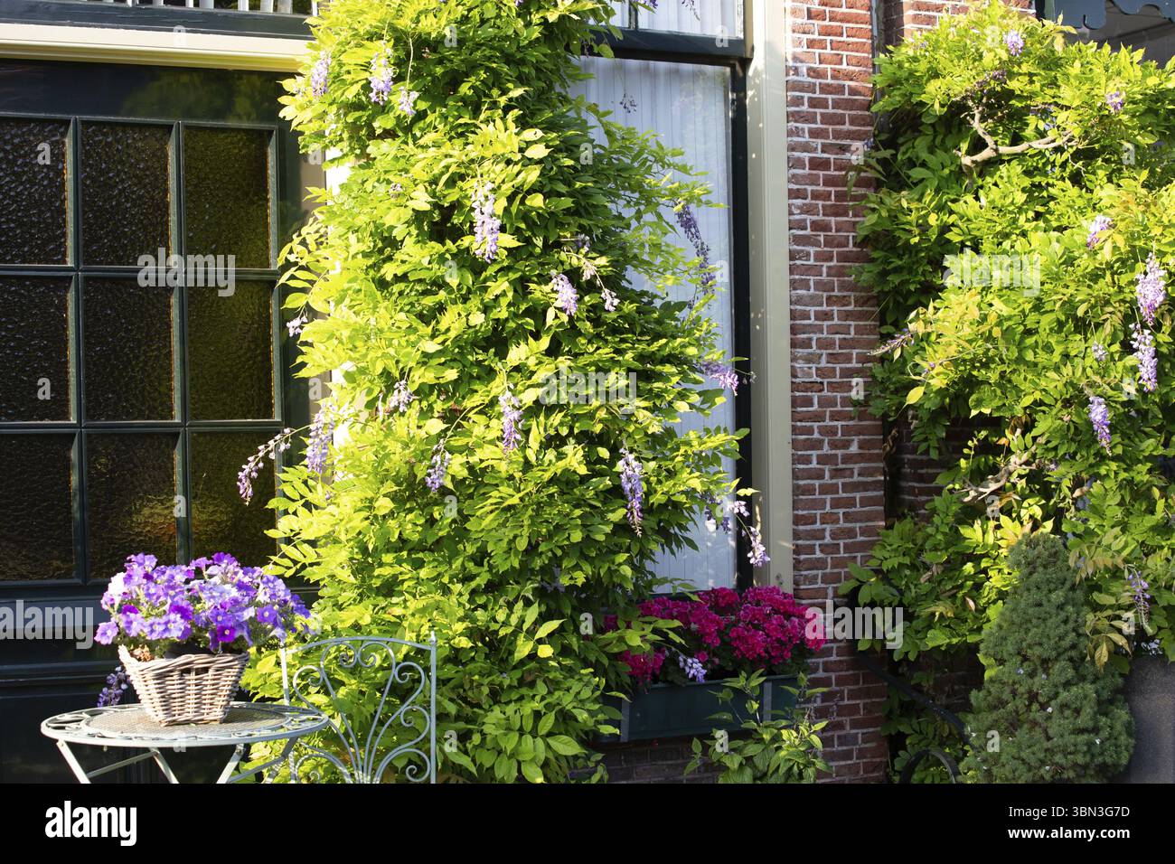 Verde urbano con molte piante e fiori in strada ad Alkmaar, nell'Olanda settentrionale, nelle Netehrlands Foto Stock