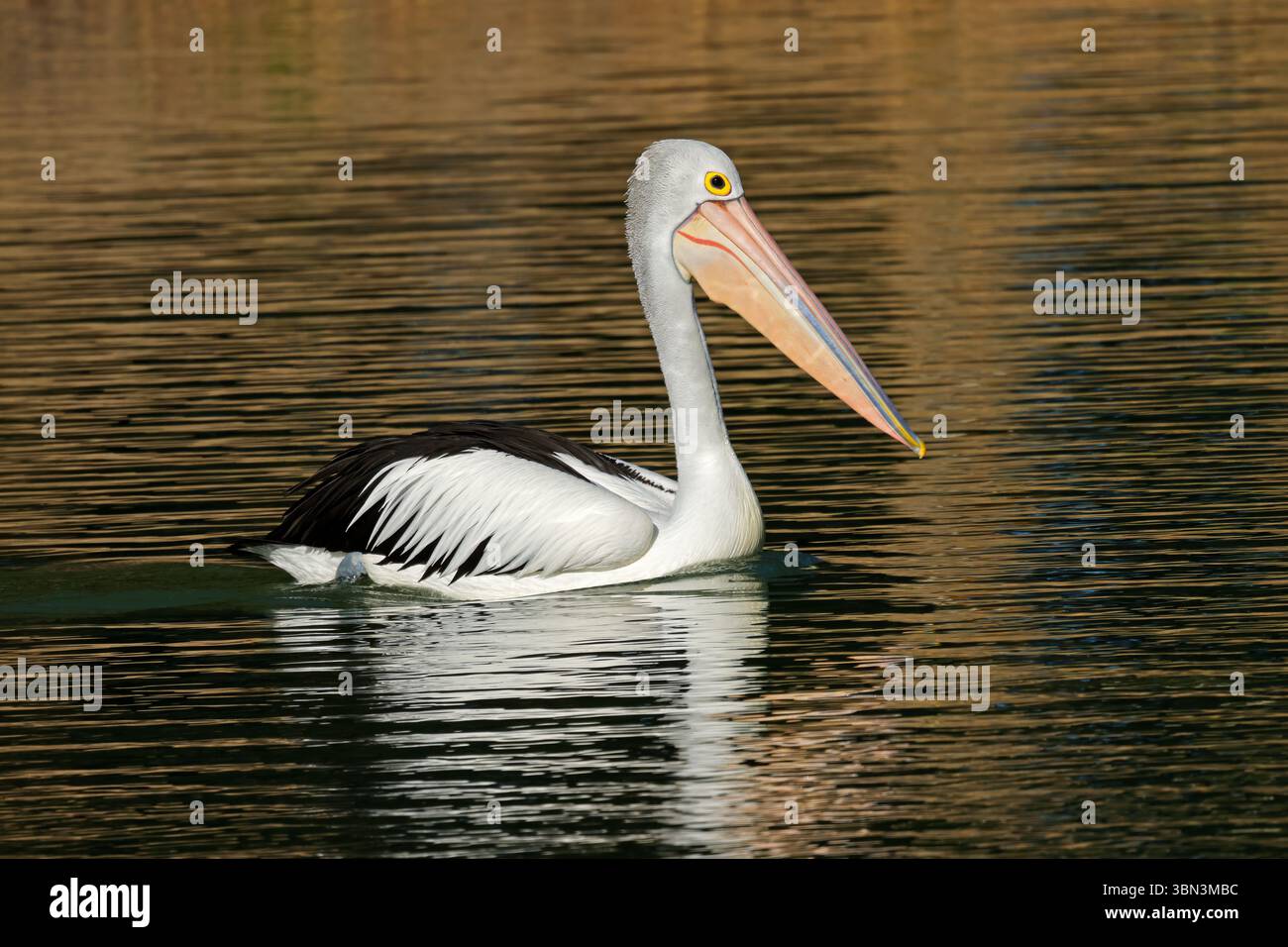 Un grande pellicano australiano (Pelecanus conspicillatus) che nuota in un fiume con riflessi, Australia meridionale Foto Stock