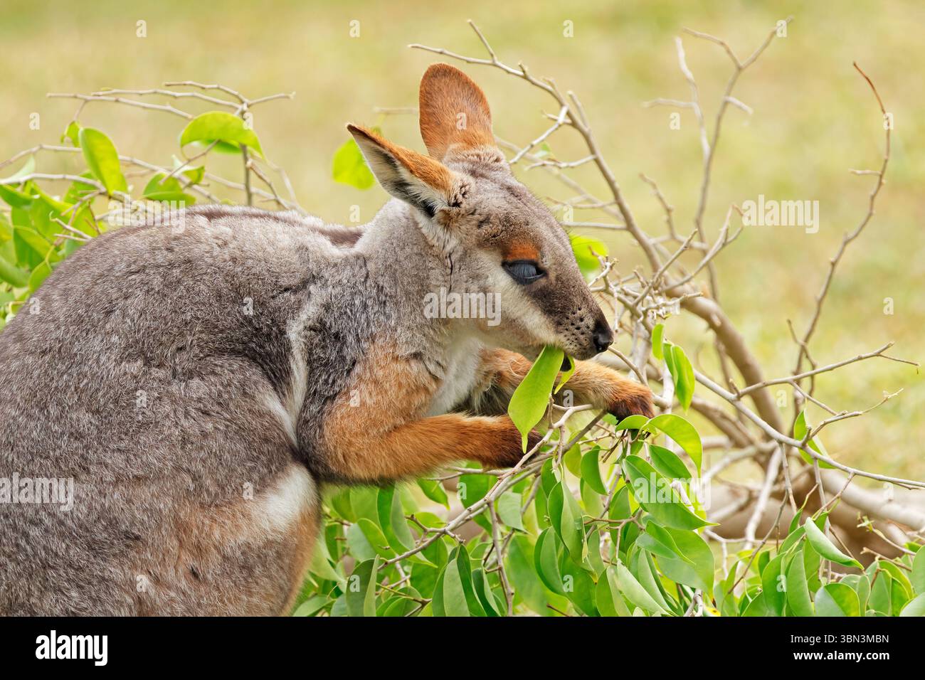 Ritratto di un wallaby di roccia dai piedi gialli (Petrogale xanthopus) che si nutre nell'habitat naturale dell'Australia meridionale Foto Stock