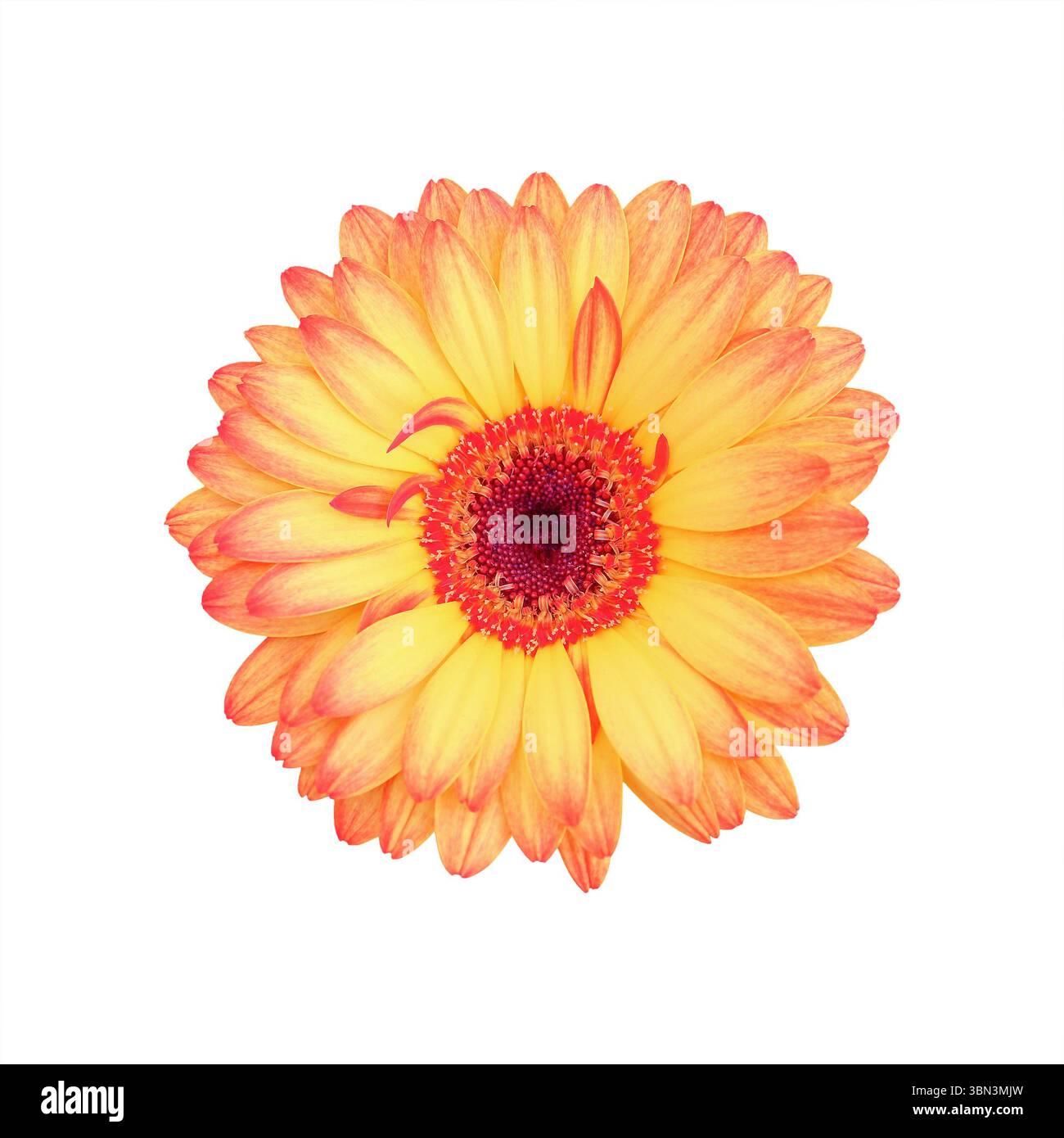 e' un bellissimo fiore di gerbera isolato sul bianco. Foto Stock