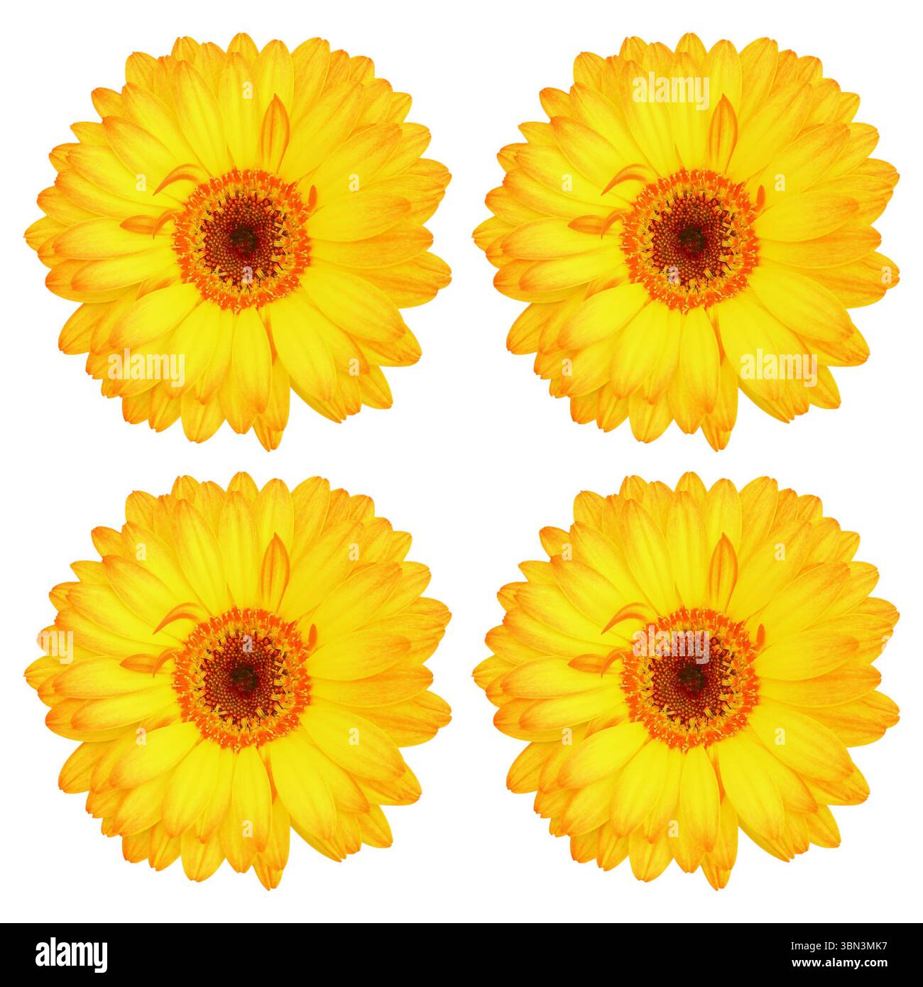 sono quattro bellissimi fiori gialli di gerbera isolati sul bianco. Foto Stock