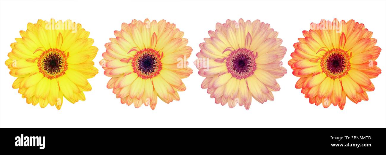 sono quattro bellissimi fiori di gerbera isolati sul bianco. Foto Stock