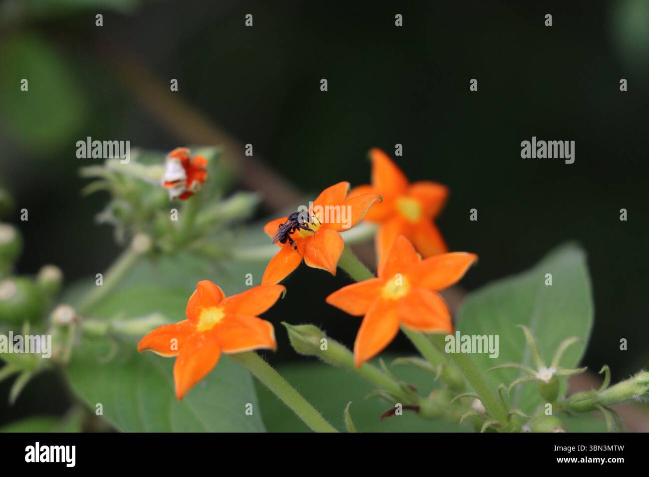 Insetti che si nutrono di fiori selvatici di arancia brillante in un giardino in Bangladesh, mostrando da vicino l'impollinazione e l'interazione naturale tra insetti e piante. Foto Stock