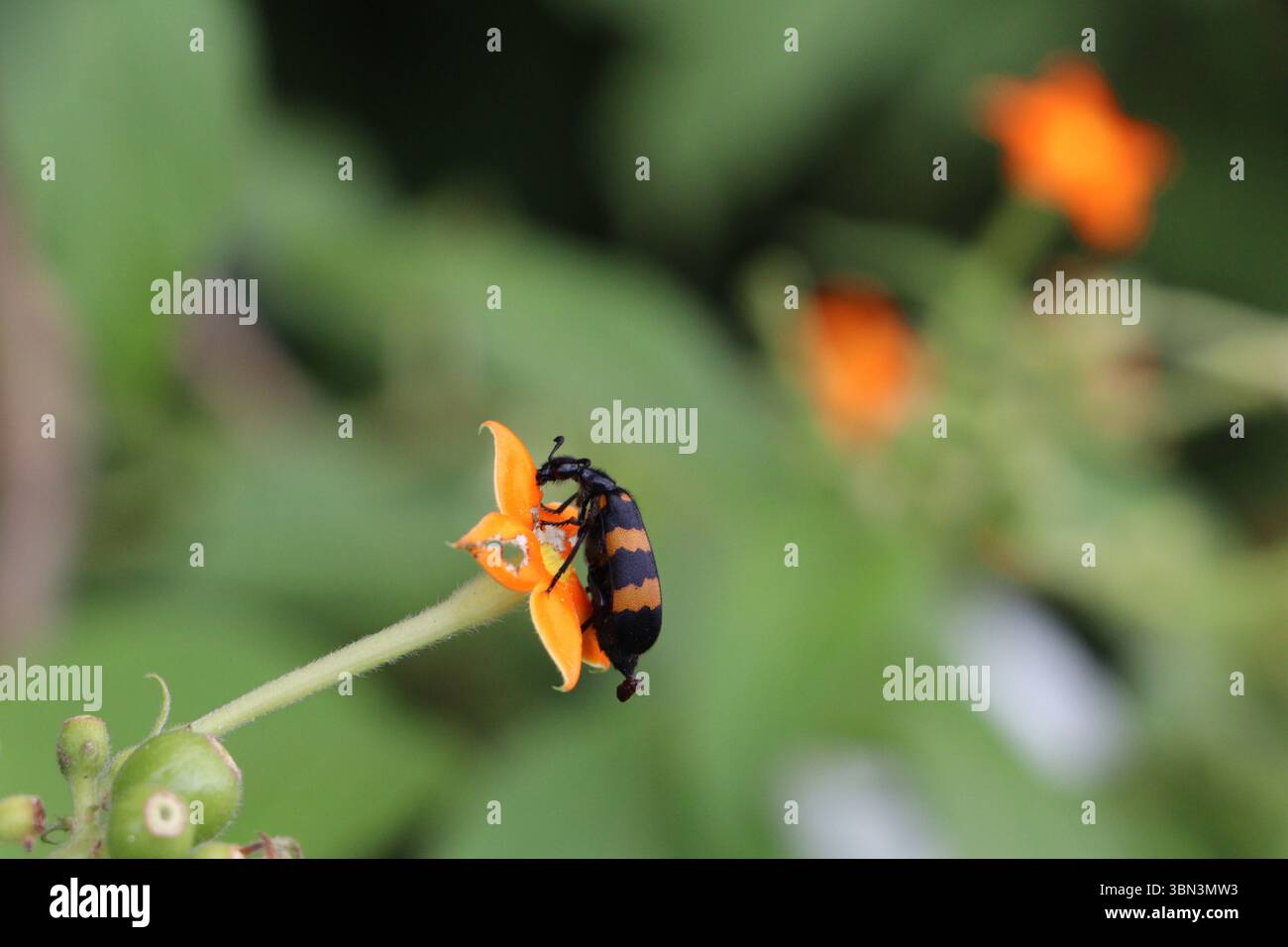 Insetti che si nutrono di fiori selvatici di arancia brillante in un giardino in Bangladesh, mostrando da vicino l'impollinazione e l'interazione naturale tra insetti e piante. Foto Stock