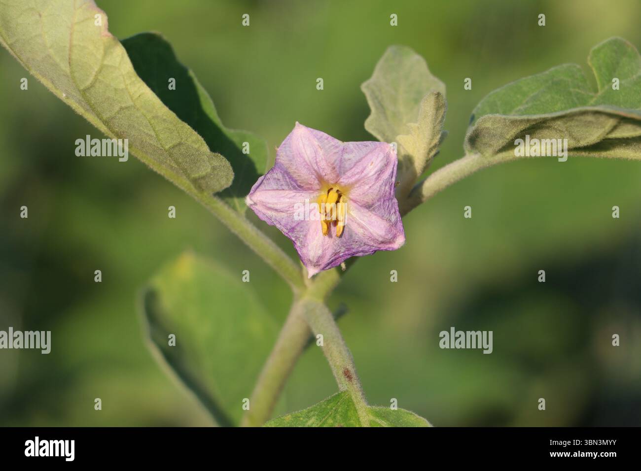 Primo piano di un brinjal viola /melanzana (melanzana) fiore che fiorisce su una pianta in una fattoria di verdure rurale nello splendido Bangladesh sotto la luce naturale del giorno Foto Stock