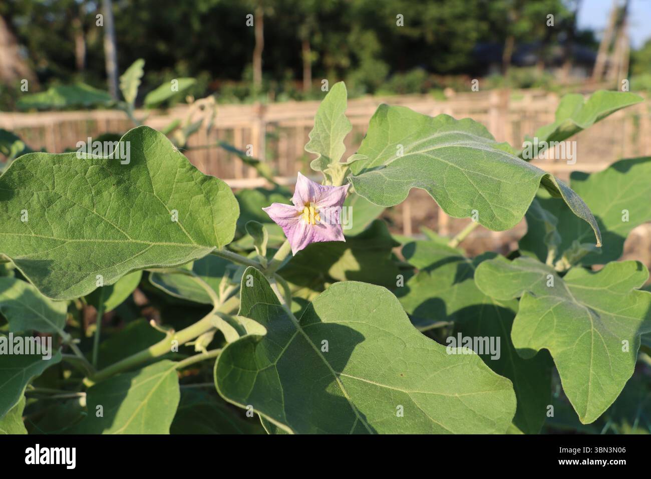 Primo piano di un brinjal viola /melanzana (melanzana) fiore che fiorisce su una pianta in una fattoria di verdure rurale nello splendido Bangladesh sotto la luce naturale del giorno Foto Stock