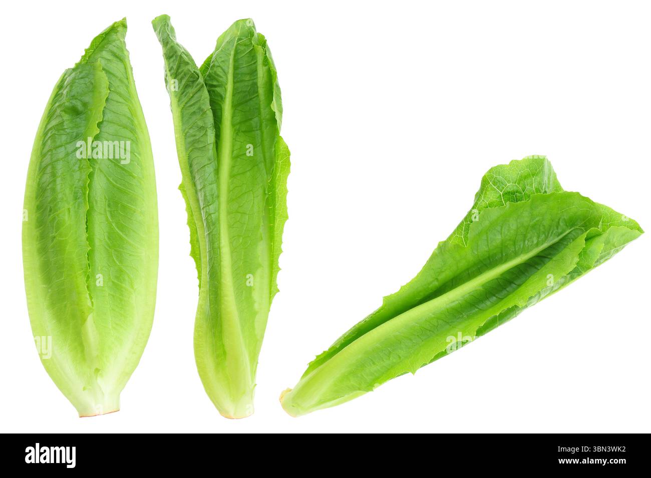 si tratta di una lattuga verde biologica fresca o di una lattuga romaina isolata su bianco. Foto Stock