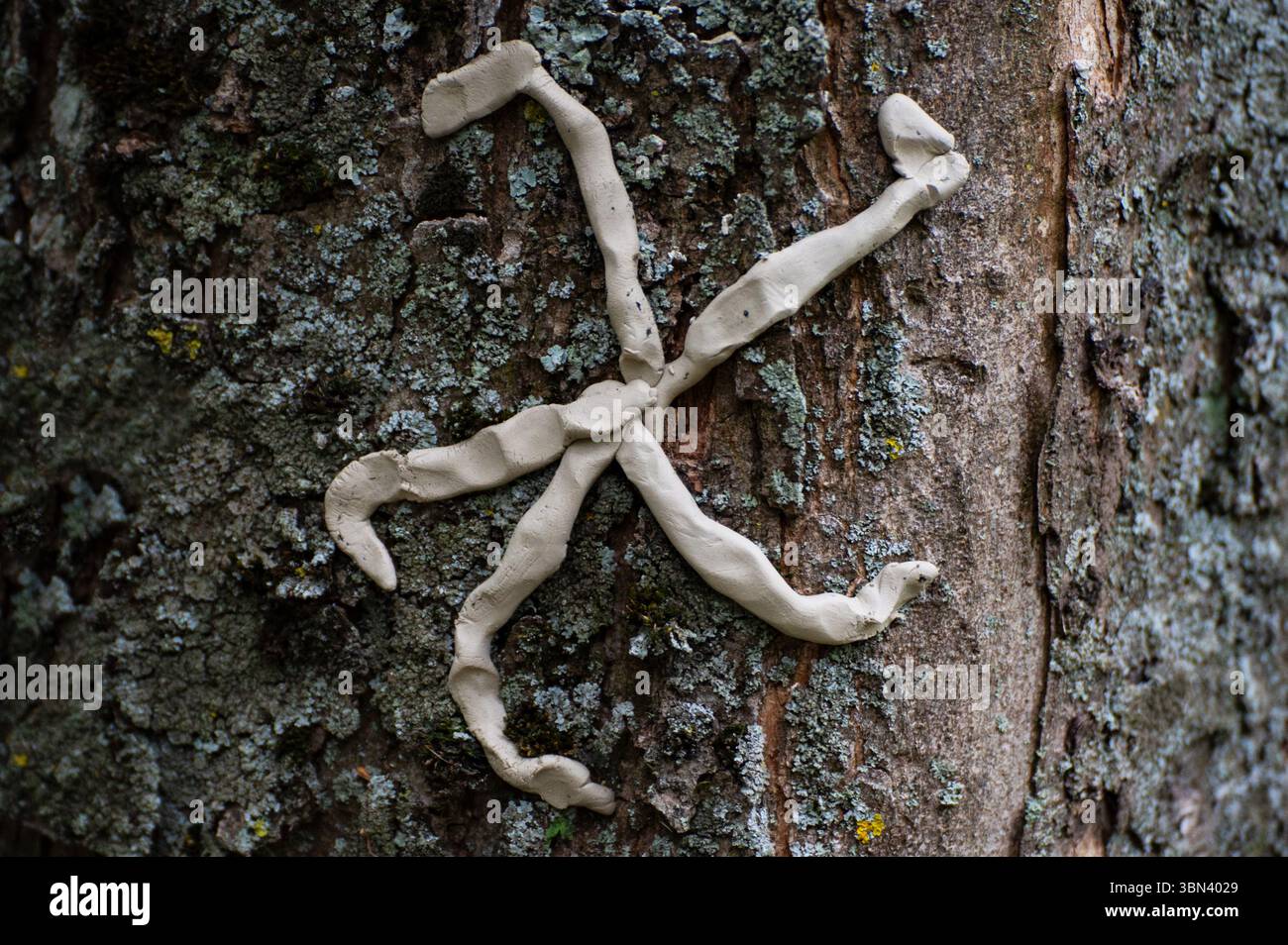 Faccia di mostro sull'albero con spine e verruche affilate. Spirito degli alberi e concetto di fantasia. Spiriti pagani, rituali 20 Foto Stock