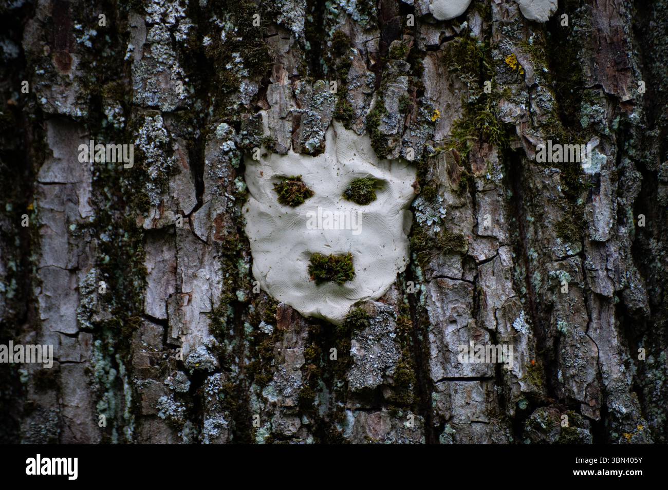 Faccia di mostro sull'albero con spine e verruche affilate. Spirito degli alberi e concetto di fantasia. Spiriti pagani, rituali 20 Foto Stock