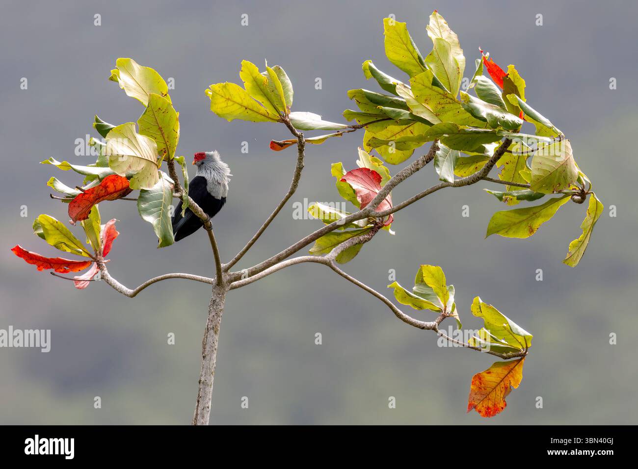 Un piccione blu delle Seychelles con testa bianca e corpo grigio-blu appollaiato su un ramo d'albero delle Seychelles circondato da foglie verdi. Foto Stock