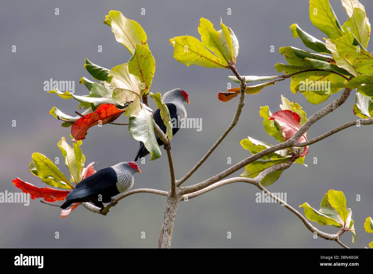 Un piccione blu delle Seychelles con una testa bianca e piume blu appollaiano su un ramo frondoso in una foresta tropicale delle Seychelles sotto la luce soffusa del giorno. Foto Stock