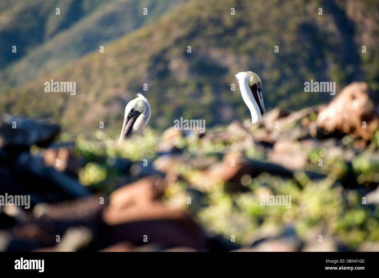 Due pellicani con le loro teste che mostrano su un'isola nel mare di Cortez Baja Messico il 1/1/2010 Foto Stock