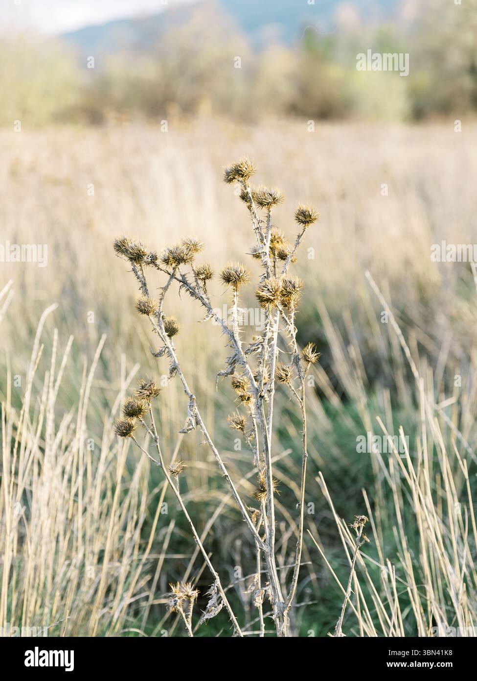 La pianta secca del cardo si erge tra le erbe alte sotto la calda luce del sole Foto Stock