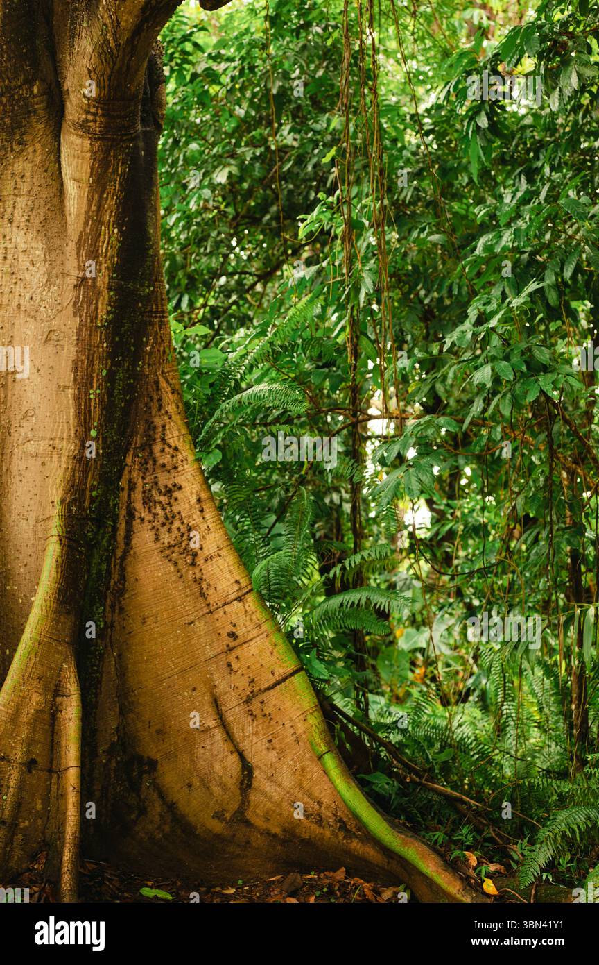 Primo piano della base degli alberi e della fitta giungla di El Yunque, Porto Rico Foto Stock Primo piano della base degli alberi e della fitta giungla di El Yunque, Porto Rico Foto Stock