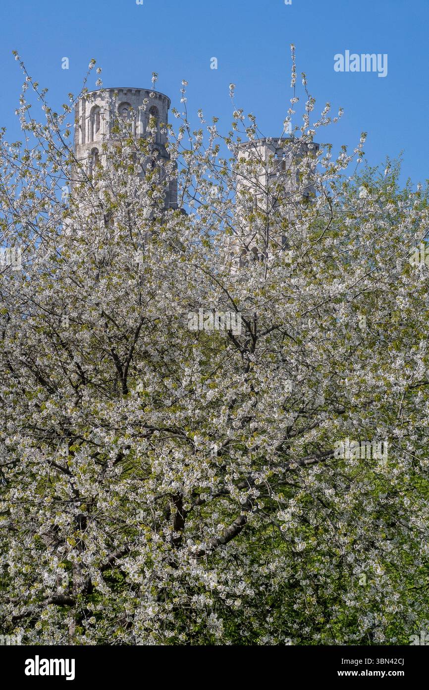 Francia. Normandia. Seine Maritime. L'abbazia di Jumieges. Le 2 torri romaniche che sorgono dalla fioritura delle mele Foto Stock