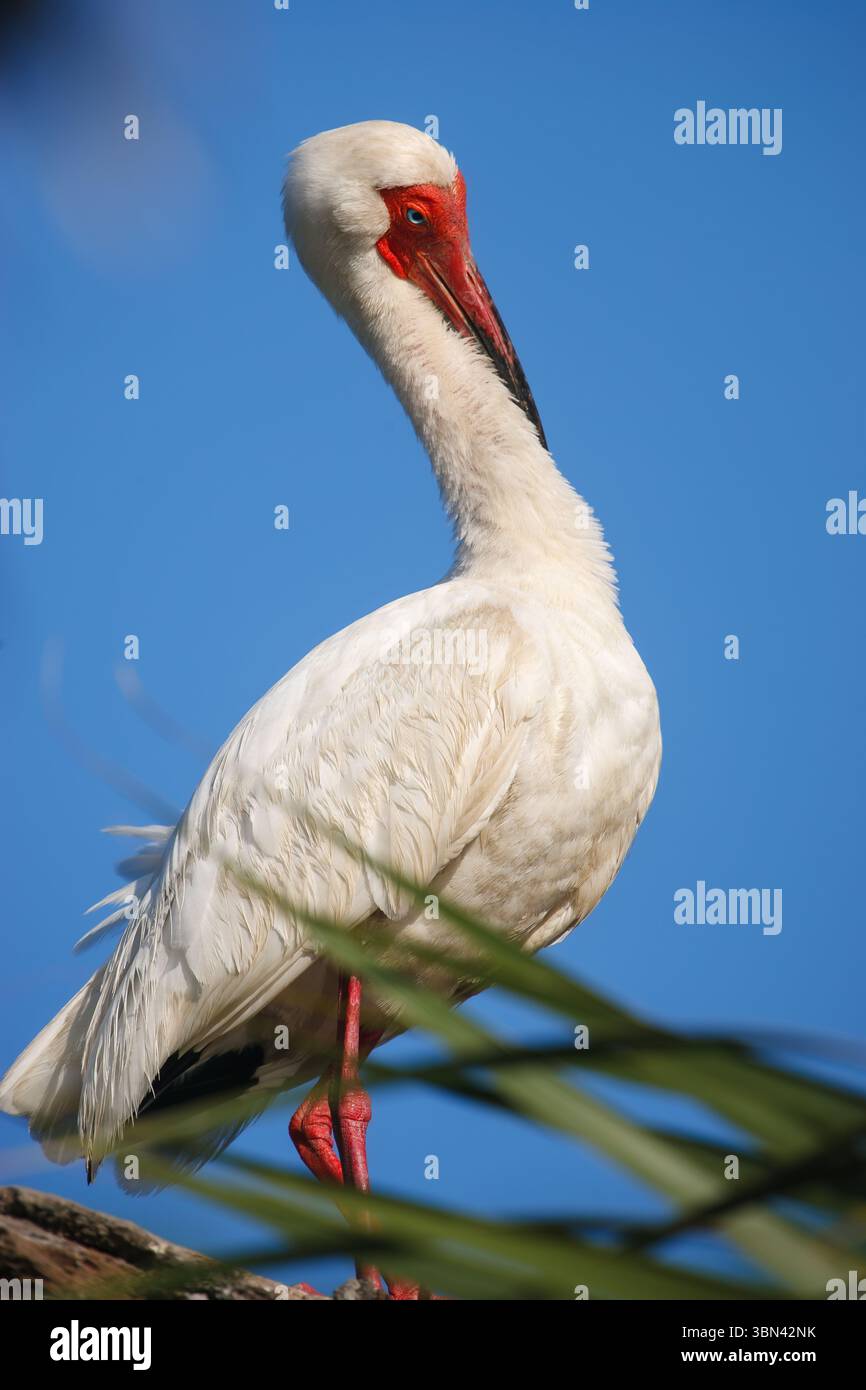 Uno Scarlet Ibis che si erge su uno sfondo blu Foto Stock