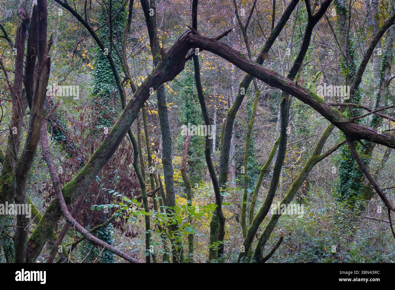 Francia. Brittany. Cotes d'Armor. Tregor. Trevou-Treguignec. Etang et bois du Bois Riou Foto Stock