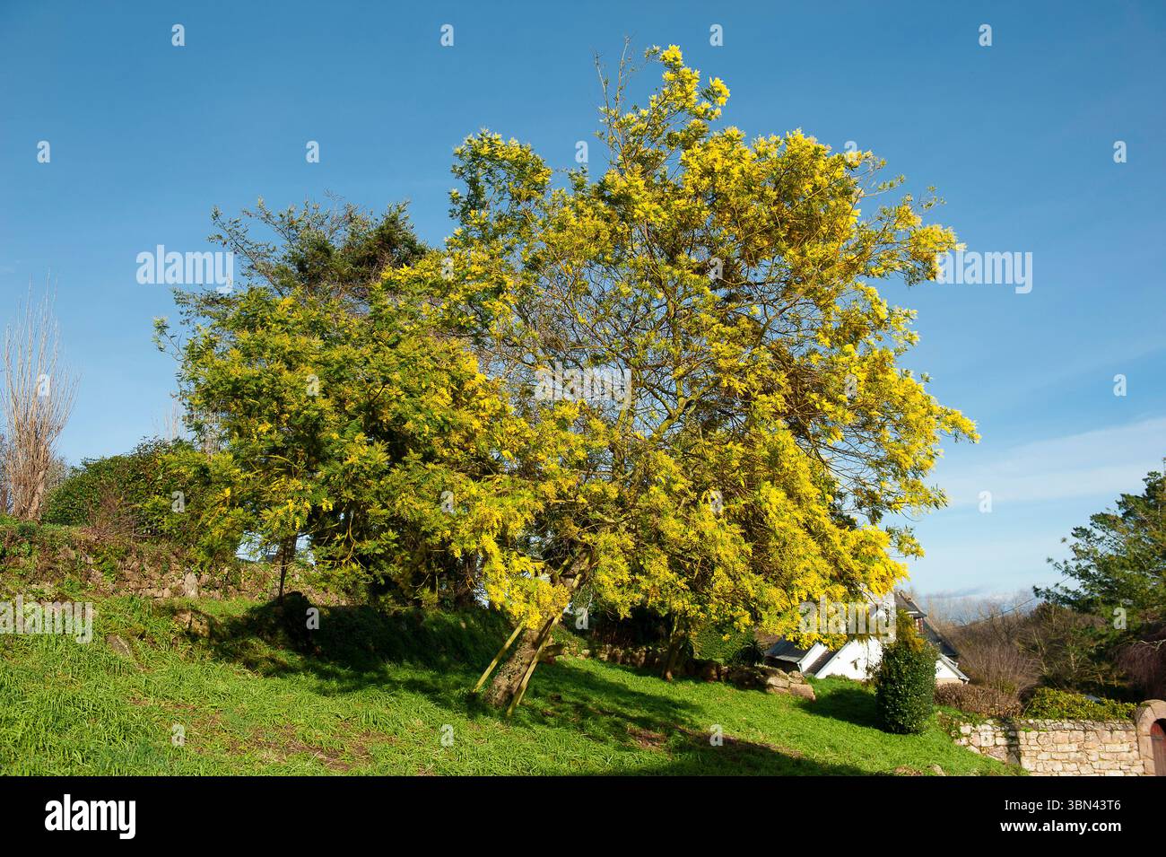Francia. Brittany. Cotes d'Armor. Tregor. Mimosa in fiore a gennaio a Penvenan, una conseguenza del microclima della regione Foto Stock